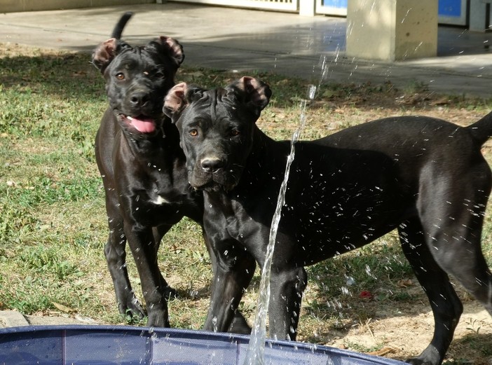 Seta e Malva, due cagnolone del canile di Pollenzo