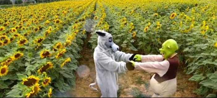 A Farigliano anche Shrek e Ciuchino per la fioritura dei Girasoli  (VIDEO)