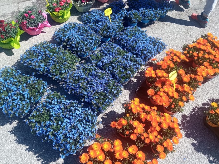 “Il Festival nel Cielo”: piromusicale stellare a Fruttinfiore di Lagnasco