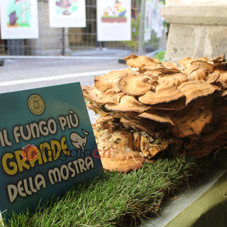 Mostra del Fungo di Ceva: un concorso dedicato ai giovani Mostra del Fungo di Ceva: un concorso dedicato ai giovani