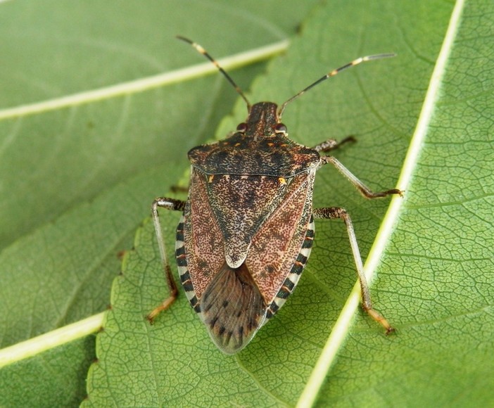 Coldiretti Cuneo contro la cimice asiatica: "Prosegue il progetto di controllo biologico" Coldiretti Cuneo contro la cimice asiatica: "Prosegue il progetto di controllo biologico"