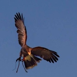 A Prazzo un laboratorio di sostenibilità ambientale sul tema della falconeria A Prazzo un laboratorio di sostenibilità ambientale sul tema della falconeria