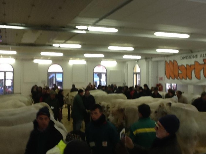 Ecco tutti i capi premiati alla Fiera del Bue Grasso di Carrù, ma non perdere le immagini del bollito
