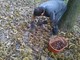 Castagne, Coldiretti Cuneo: il caldo rallenta la raccolta, attesa per le piogge Castagne, Coldiretti Cuneo: il caldo rallenta la raccolta, attesa per le piogge