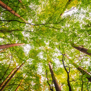 Report Foreste: la provincia di Cuneo si conferma il "polmone" del Piemonte, ma la pianura resta senza alberi