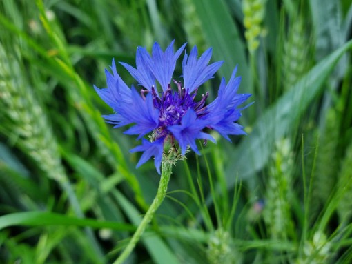 La magia, l'eleganza e il blu del Fiordaliso che regala bellezza alle campagne e agli occhi La magia, l'eleganza e il blu del Fiordaliso che regala bellezza alle campagne e agli occhi