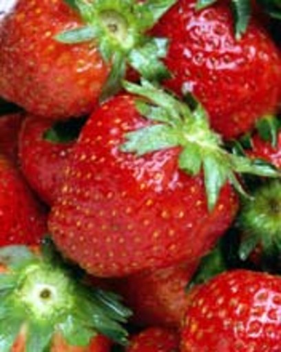 I quindici giorni "alla fragola" di Sommariva Perno I quindici giorni "alla fragola" di Sommariva Perno