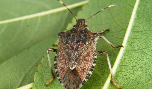 Coldiretti Cuneo contro la cimice asiatica: "Prosegue il progetto di controllo biologico" Coldiretti Cuneo contro la cimice asiatica: "Prosegue il progetto di controllo biologico"
