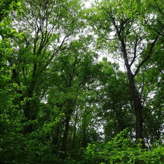 Giornata internazionale delle foreste: perché è una ricorrenza da celebrare
