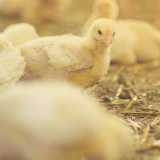 Filiera avicola, Coldiretti Cuneo: &quot;Necessarie regole chiare per difendere la competitività&quot;