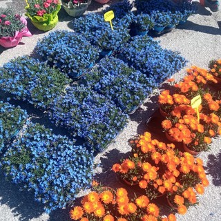 “Il Festival nel Cielo”: piromusicale stellare a Fruttinfiore di Lagnasco