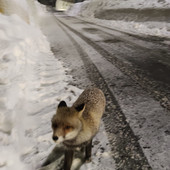 Al tunnel di Tenda è tornata Giovanna, la volpe diventata una mascotte Al tunnel di Tenda è tornata Giovanna, la volpe diventata una mascotte