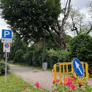 Il comitato Cuneo Centro storico favorevole all'abbattimento del faggio dei giardini Fresia