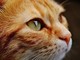 Quel gatto indifeso ferito dal dardo di una balestra: "Chi sa qualcosa, parli" Quel gatto indifeso ferito dal dardo di una balestra: "Chi sa qualcosa, parli"