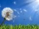 Caldo e bel tempo in provincia di Cuneo: previsto un netto aumento dei pollini allergenici