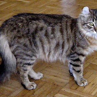 180mila euro dalla Regione per i gatti di strada: a beneficiare del contributo anche Cuneo, Bra, Savigliano e Borgo San Dalmazzo 180mila euro dalla Regione per i gatti di strada: a beneficiare del contributo anche Cuneo, Bra, Savigliano e Borgo San Dalmazzo