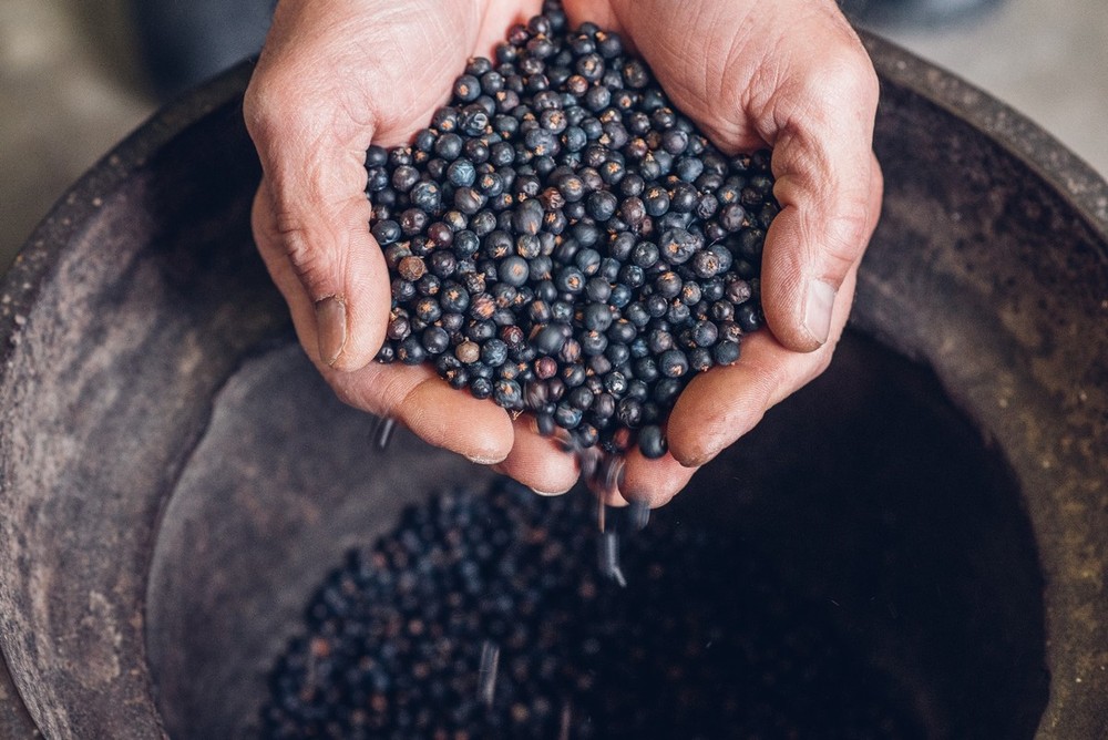 A Montemale un’esperienza unica con la raccolta del ginepro