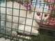 Storia a lieto fine per una gatta rifugiatasi in una fabbrica di Madonna dell'Olmo