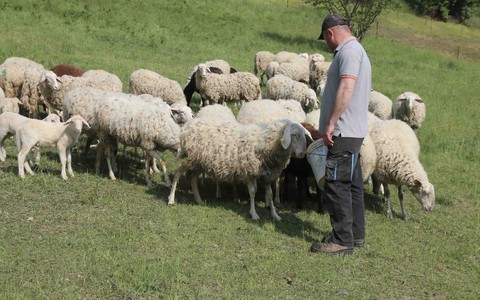 Risarcimenti per predazioni, Chionetti (Cia Cuneo): "Fondi assegnati in base all'ordine di arrivo delle domande, gli allevatori si affrettino"