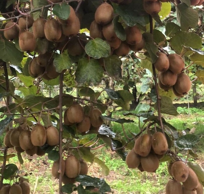 Nei frutteti di Giurset è iniziata la raccolta, direttamente dalle famiglie, di kiwi e mele Fuji Nei frutteti di Giurset è iniziata la raccolta, direttamente dalle famiglie, di kiwi e mele Fuji