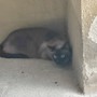 Si cerca gatto siamese in zona Borgo Vecchio a Fossano