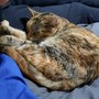 Trovata una gatta a Confreria: si cerca il proprietario