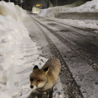 Al tunnel di Tenda è tornata Giovanna, la volpe diventata una mascotte