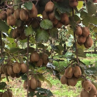 Nei frutteti di Giurset è iniziata la raccolta, direttamente dalle famiglie, di kiwi e mele Fuji Nei frutteti di Giurset è iniziata la raccolta, direttamente dalle famiglie, di kiwi e mele Fuji