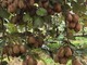 Nei frutteti di Giurset è iniziata la raccolta, direttamente dalle famiglie, di kiwi e mele Fuji Nei frutteti di Giurset è iniziata la raccolta, direttamente dalle famiglie, di kiwi e mele Fuji
