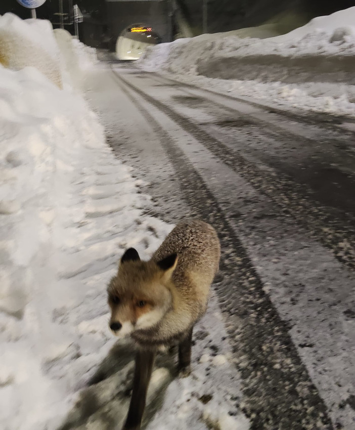 Al tunnel di Tenda è tornata Giovanna, la volpe diventata una mascotte