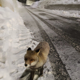 Al tunnel di Tenda è tornata Giovanna, la volpe diventata una mascotte