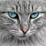 A Saluzzo il corso "Diploma di lingua felina" A Saluzzo il corso "Diploma di lingua felina"