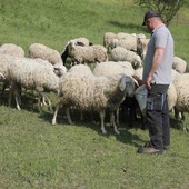 Risarcimenti per predazioni, Chionetti (Cia Cuneo): "Fondi assegnati in base all'ordine di arrivo delle domande, gli allevatori si affrettino" Risarcimenti per predazioni, Chionetti (Cia Cuneo): "Fondi assegnati in base all'ordine di arrivo delle domande, gli allevatori si affrettino"