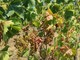 L’Associazione Comuni del Moscato d’Asti lancia un appello per anticipare la vendemmia L’Associazione Comuni del Moscato d’Asti lancia un appello per anticipare la vendemmia