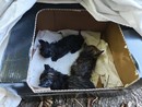 I gattini ritrovati e salvati dai volontari dell'Associazione I gattini ritrovati e salvati dai volontari dell'Associazione