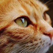 Quel gatto indifeso ferito dal dardo di una balestra: "Chi sa qualcosa, parli"