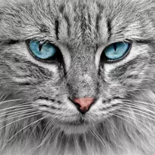 A Saluzzo il corso "Diploma di lingua felina"