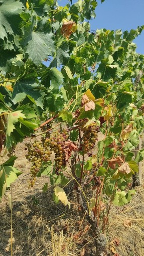 L’Associazione Comuni del Moscato d’Asti lancia un appello per anticipare la vendemmia L’Associazione Comuni del Moscato d’Asti lancia un appello per anticipare la vendemmia
