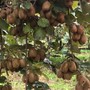 Nei frutteti di Giurset è iniziata la raccolta, direttamente dalle famiglie, di kiwi e mele Fuji Nei frutteti di Giurset è iniziata la raccolta, direttamente dalle famiglie, di kiwi e mele Fuji
