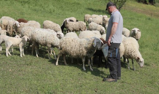 Risarcimenti per predazioni, Chionetti (Cia Cuneo): "Fondi assegnati in base all'ordine di arrivo delle domande, gli allevatori si affrettino"