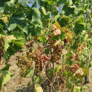 L’Associazione Comuni del Moscato d’Asti lancia un appello per anticipare la vendemmia