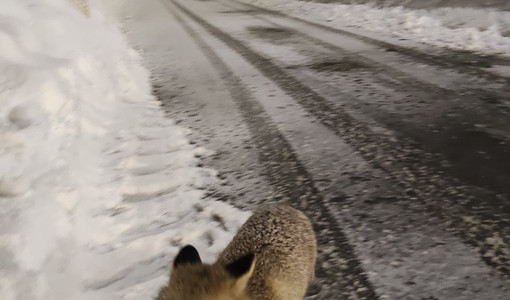 Al tunnel di Tenda è tornata Giovanna, la volpe diventata una mascotte