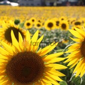 Boom di visite al Labirinto di Girasoli a Farigliano: ora tocca alla fioritura nei campi Boom di visite al Labirinto di Girasoli a Farigliano: ora tocca alla fioritura nei campi