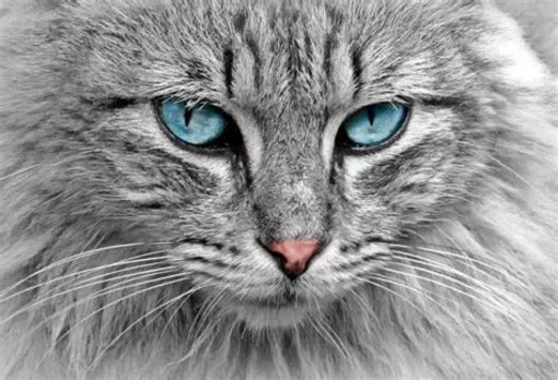 A Saluzzo il corso "Diploma di lingua felina" A Saluzzo il corso "Diploma di lingua felina"