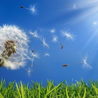 Pollini, la pioggia frena ma non ferma la stagione: in provincia di Cuneo allergie in agguato nelle prossime settimane