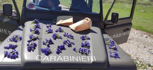 Sorpresi a raccogliere interi sacchi di fiori protetti:   multe per 2.500 euro
