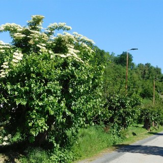Italia Nostra organizza una conferenza dedicata agli alberi Italia Nostra organizza una conferenza dedicata agli alberi