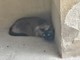 Si cerca gatto siamese in zona Borgo Vecchio a Fossano