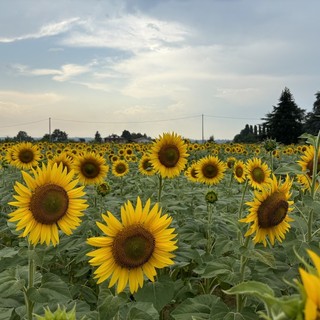 Aperto il contest per fotografare i "Girasoli a Farigliano"