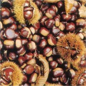 Garessio, bene la raccolta gratuita di castagne a frazione Mindino Garessio, bene la raccolta gratuita di castagne a frazione Mindino